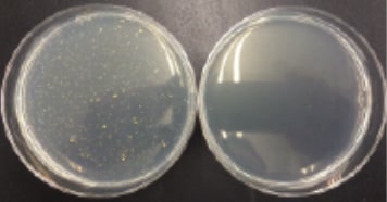 2）黄色ブドウ球菌（左：非稼働 / 右：稼働）